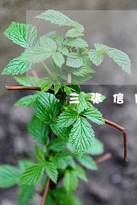 三张信用卡5年逾期十次