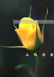 三张信用卡逾期两年了怎么办
