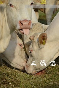三张信用卡逾期坐牢 三张信用卡逾期坐牢