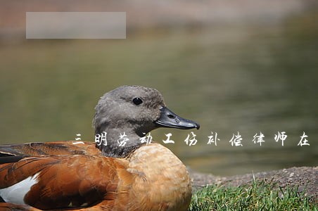 三明劳动工伤补偿律师在线咨询