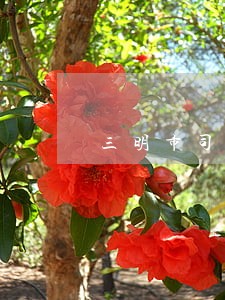 三明市司法强制隔离戒毒所地址