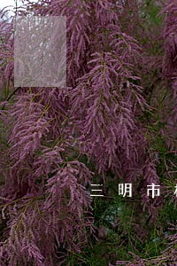 三明市梅列区法院机构设置 三明市梅列区法院机构设置