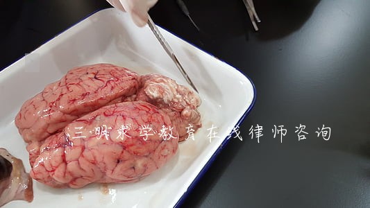 三明求学教育在线律师咨询 三明求学教育在线律师咨询