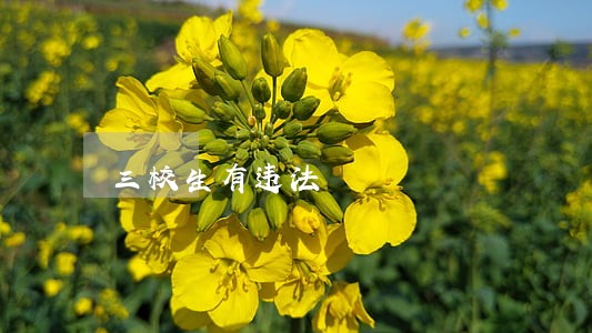 三校生有违法 三校生有违法