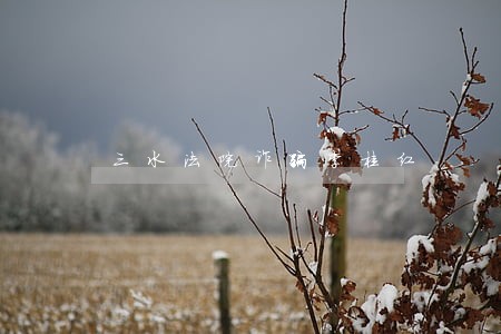 三水法院诈骗李桂红