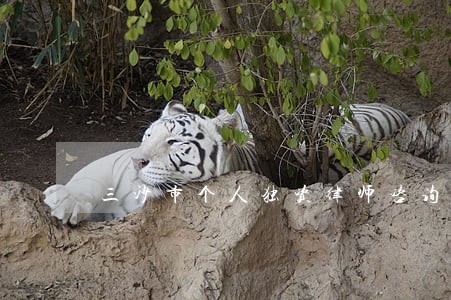 三沙市个人独资律师咨询电话