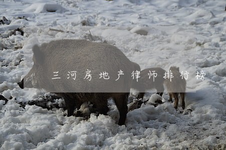 三河房地产律师排行榜