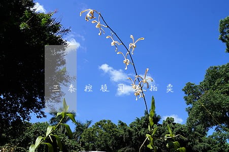 三泰控股司法拍卖 三泰控股司法拍卖