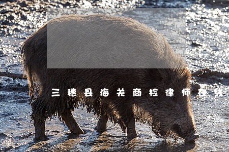 三穗县海关商检律师在线免费咨询 三穗县海关商检律师在线免费咨询