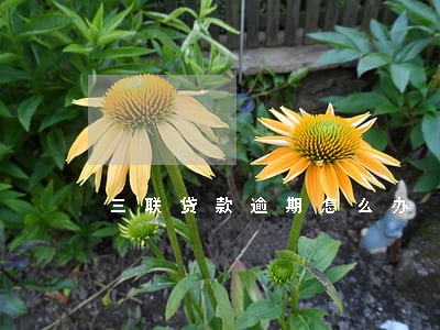 三联贷款逾期怎么办 三联贷款逾期怎么办
