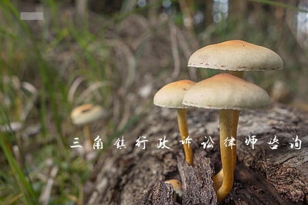 三角镇行政诉讼律师咨询电话