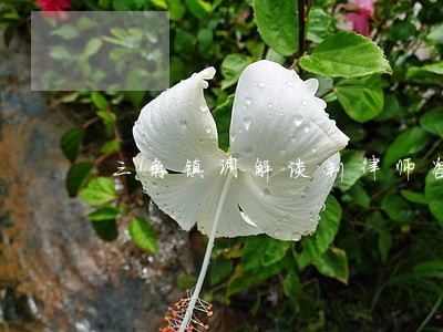 三角镇调解谈判律师咨询电话 三角镇调解谈判律师咨询电话