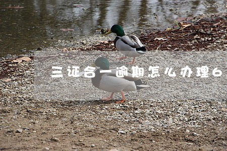 三证合一逾期怎么办理6 三证合一逾期怎么办理6