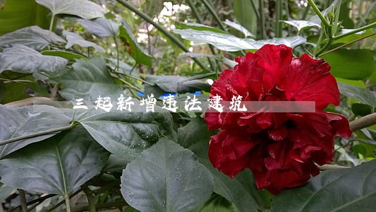 三起新增违法建筑 三起新增违法建筑