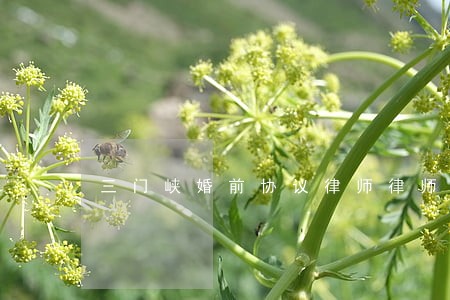 三门峡婚前协议律师律师网 三门峡婚前协议律师律师网