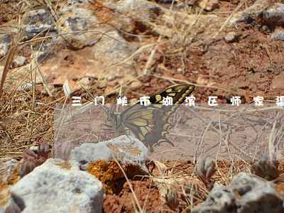 三门峡市湖滨区师家渠违法拆迁 三门峡市湖滨区师家渠违法拆迁