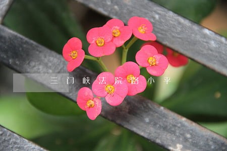 三门峡法院路小平 三门峡法院路小平