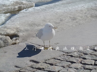 三门峡湖滨法院拍卖网 三门峡湖滨法院拍卖网