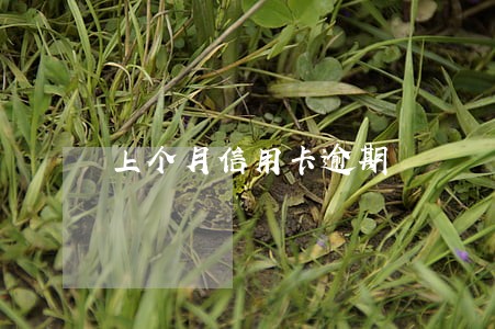 上个月信用卡逾期