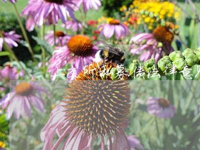 上交所私募债法律意见书相关问答 上交所私募债法律意见书相关问答