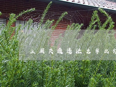 上周交通违法名单出炉 上周交通违法名单出炉