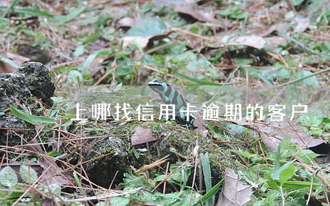 上哪找信用卡逾期的客户