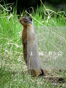 上城区公司解散法律咨询热线