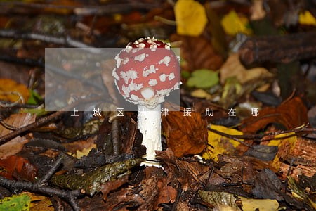 上城区法律援助在哪 上城区法律援助在哪