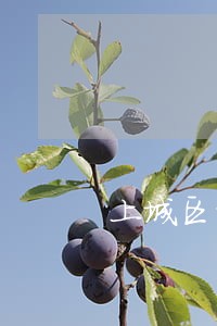 上城区请知名律师 上城区请知名律师