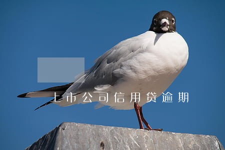 上市公司信用贷逾期 上市公司信用贷逾期