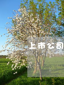 上市公司法律意见书对律师资格