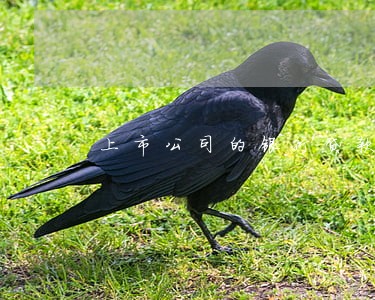 上市公司的银行贷款逾期 上市公司的银行贷款逾期