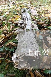 上市公司违法问题汇总 上市公司违法问题汇总