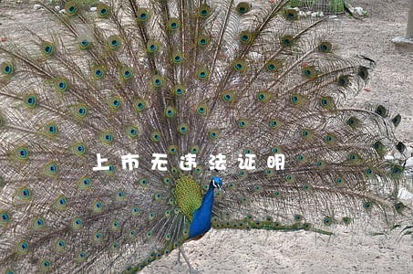 上市无违法证明 上市无违法证明