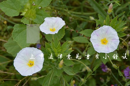 上市法律意见书有小错误 上市法律意见书有小错误