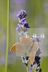 上征信的网贷逾期会怎么办 上征信的网贷逾期会怎么办