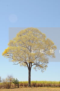 上征信的网贷逾期可以坐高铁吗 上征信的网贷逾期可以坐高铁吗