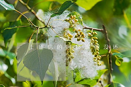 上征信的网贷逾期没还 上征信的网贷逾期没还