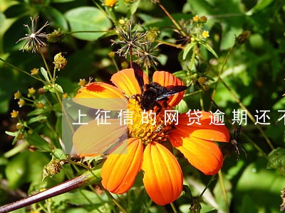 上征信的网贷逾期还不上 上征信的网贷逾期还不上