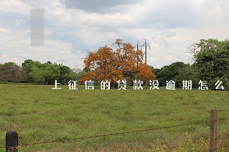 上征信的贷款没逾期怎么办 上征信的贷款没逾期怎么办