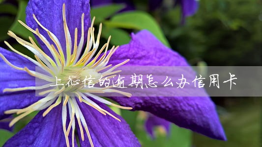 上征信的逾期怎么办信用卡 上征信的逾期怎么办信用卡