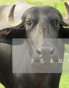 上思县改制重组律师在线免费咨询 上思县改制重组律师在线免费咨询