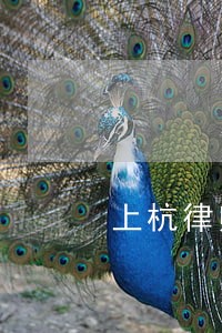 上杭律师 上杭律师