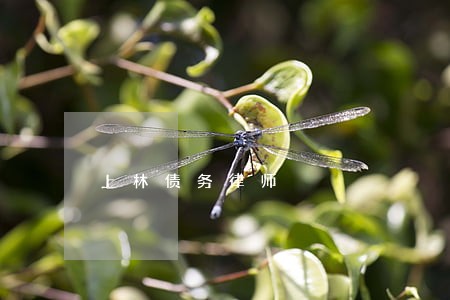 上林债务律师 上林债务律师
