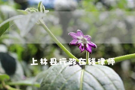 上林县行政在线律师 上林县行政在线律师
