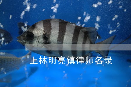 上林明亮镇律师名录