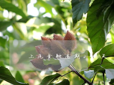 上汽金融逾期23天 上汽金融逾期23天