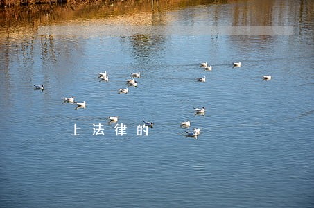 上法律的 上法律的