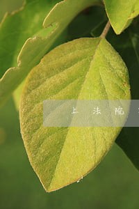 上法院要求返还车辆时间快吗 上法院要求返还车辆时间快吗