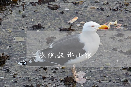 上法院起诉小张 上法院起诉小张